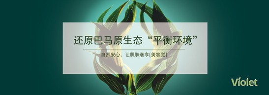 ����˯����ه��Violet���C(j��)�Ҽ�