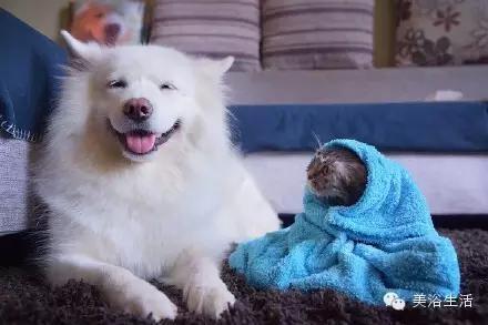 ��ԡ���ë�����Ԍ�����ë��Ҳ�����v����