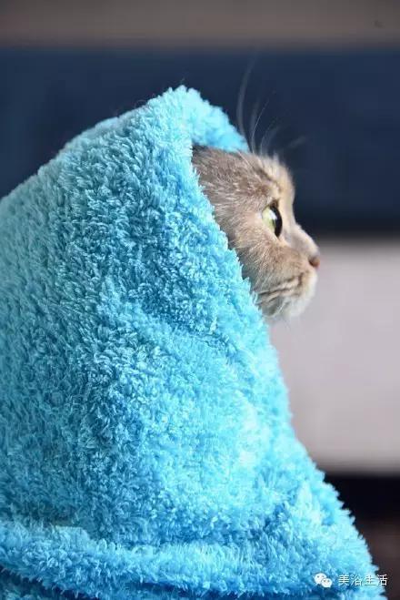 ��ԡ���ë�����Ԍ�����ë��Ҳ�����v����