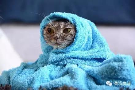 ��ԡ���ë�����Ԍ�����ë��Ҳ�����v����