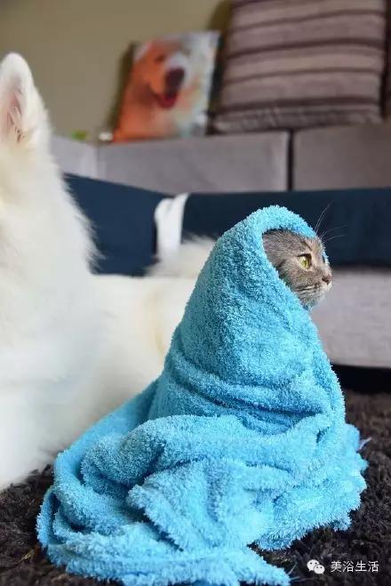 ��ԡ���ë�����Ԍ��ͣ�ë��Ҳ�����v����