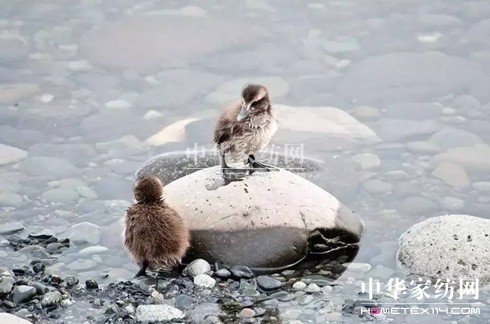 ������27�f�I�²���Ҽ�"����"��"����"��