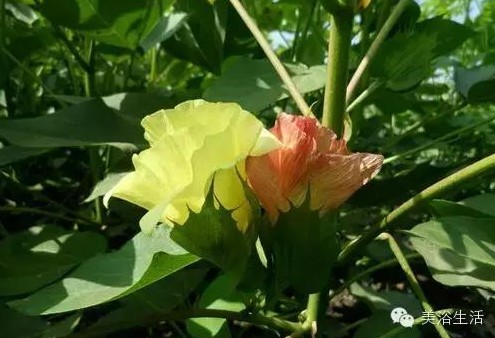 ��ԡ����Ƶ�Ĵ�����ë����ԡ���ʲô���ǰ�ɫ�ģ�