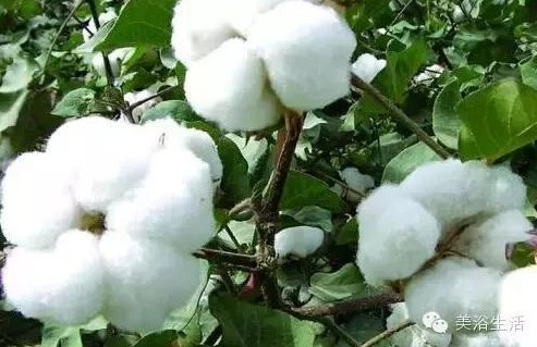 ��ԡ����Ƶ�Ĵ��Σ�ë����ԡ���ʲô���ǰ�ɫ�ģ�