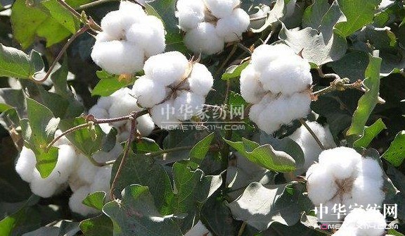 ��ԡ����������������Ļ�--�޻���