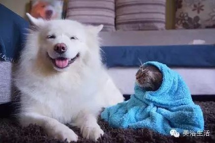 ��ԡ���ë�����Ԍ�����ë��Ҳ�����v����