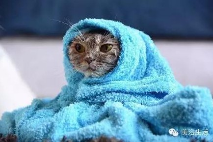 ��ԡ���ë�����Ԍ��ͣ�ë��Ҳ�����v����