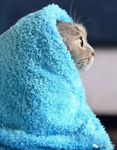 ��ԡ���ë�����Ԍ��ͣ�ë��Ҳ�����v����