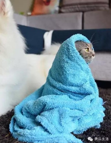 ��ԡ���ë�����Ԍ��ͣ�ë��Ҳ�����v����