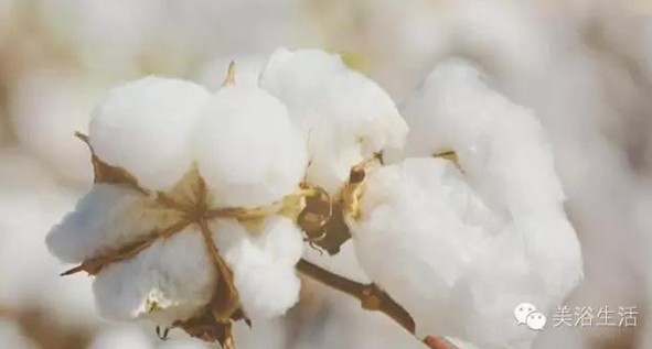 ��ԡ���Փһ�lë�����������B(y��ng)��