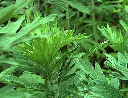 ���ľӼҡ���ٛ(z��ng)���x�Ҽ����������B(y��ng)����