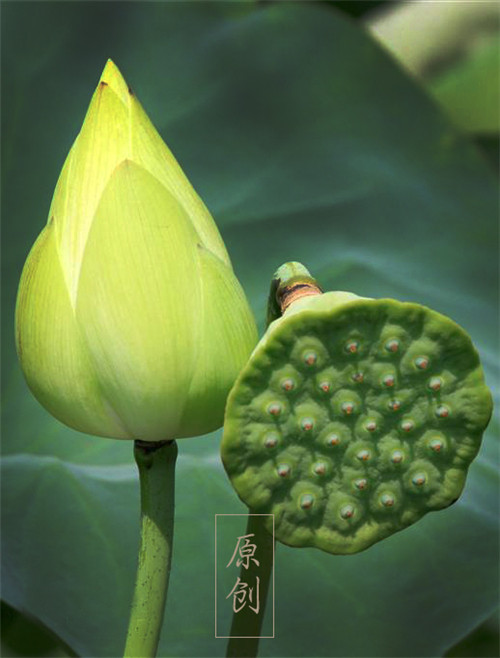 Ϧ��������