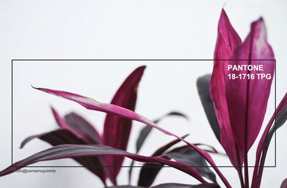 �҃�(n��i)����Ʒ�O(sh��)Ӌƫ��2019�ﶬ����ɫ�������ʼt