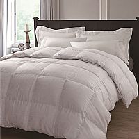 ���Ծ`�Ŵ��Ứ��q������