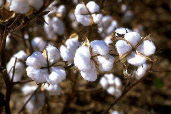 ��������Ȼ���������ѻ��Ҽ��ĸ�ɽ���w������s�ߴ����﷦����